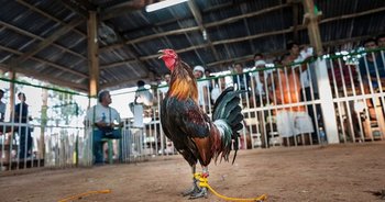cockfighting-rooster.jpg